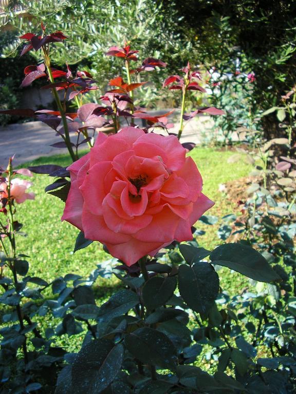 Al Vecchio Olivo Bed & Breakfast Frascati Bagian luar foto