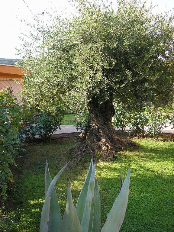 Al Vecchio Olivo Bed & Breakfast Frascati Bagian luar foto