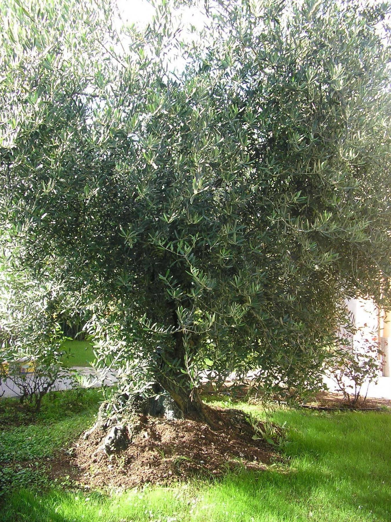 Al Vecchio Olivo Bed & Breakfast Frascati Bagian luar foto